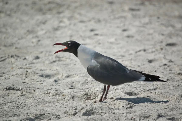 Смеющаяся чайка на песке — стоковое фото