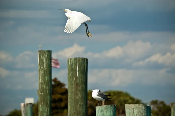 Snowy egret opstijgen vanaf florida pier — Stockfoto