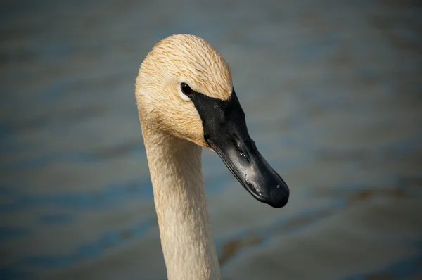 Trumpetaren swan närbild — Stockfoto