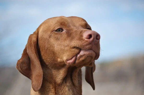 Vizsla hond met gekrulde lip — Stockfoto