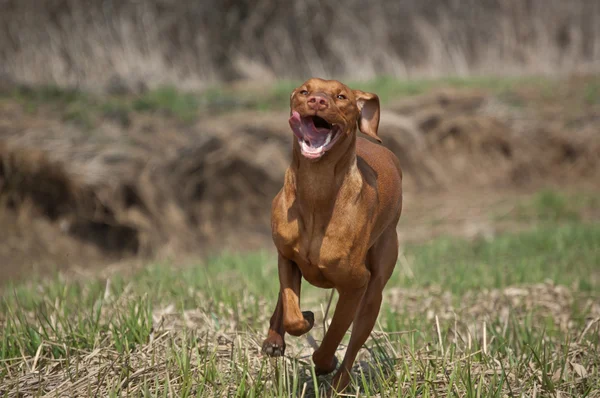 Ungerska hundvalp (sittande) hund i gräsbevuxna fält — Stockfoto