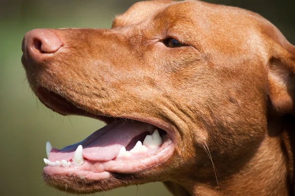 mutlu Macar vizsla köpek portre