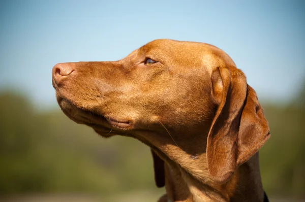 Hungarian Vizsla Dog Profile — Stock Photo, Image