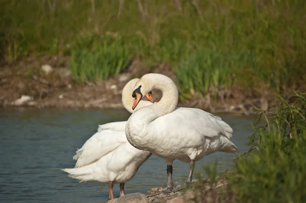 Pair of Mute Swans by a Pond — Stock Photo, Image