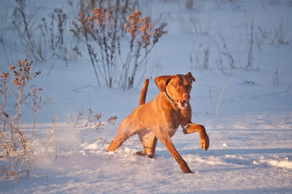 Vizsla pies biegnąc w snowy pole zimą — Zdjęcie stockowe