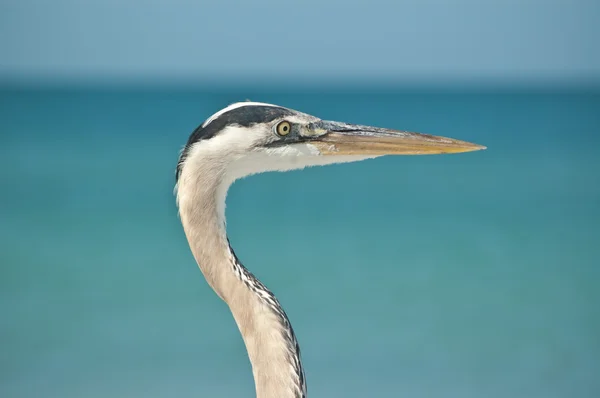 Närbild profil av en great blue heron vid havet — Stockfoto
