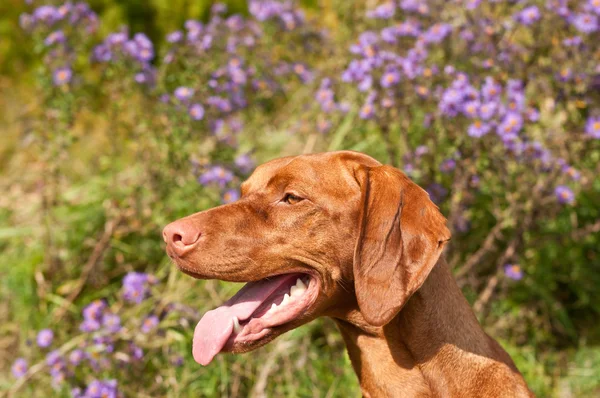 Close-up of a Vizsla Dog in Profile with Wildflowers — Stock Photo, Image