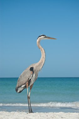 Great Blue Heron on a Gulf Coast Beach clipart