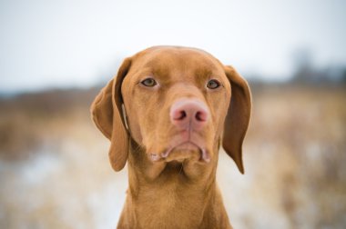 Vizsla Dog in Winter clipart