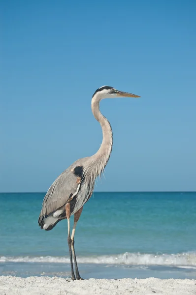 Great Blue Heron op een Gulf Coast Beach — Stockfoto
