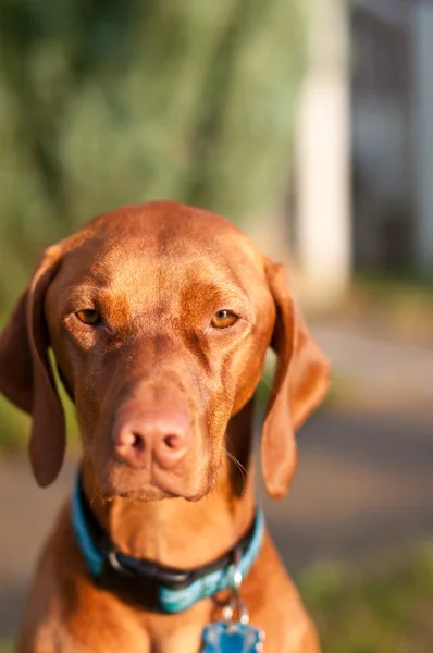 Vizsla köpek portre — Stok fotoğraf
