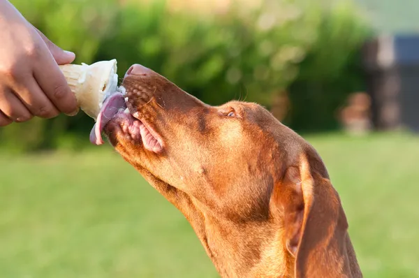 Magyar vizsla kutya, egy tölcsér fagylaltot nyalogat Stock Kép