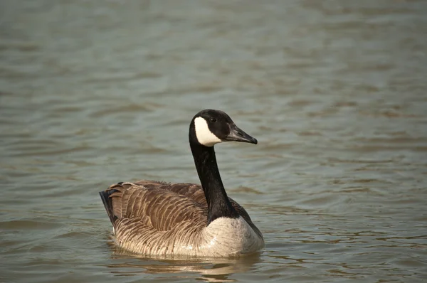 Canada goose plavání na rybník — Stock fotografie