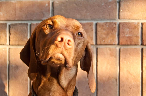 Венгерская вицла-собака с кирпичной стеной — стоковое фото