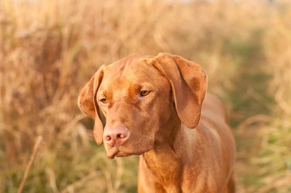 Magyar vizsla kutya közelről — Stock Fotó