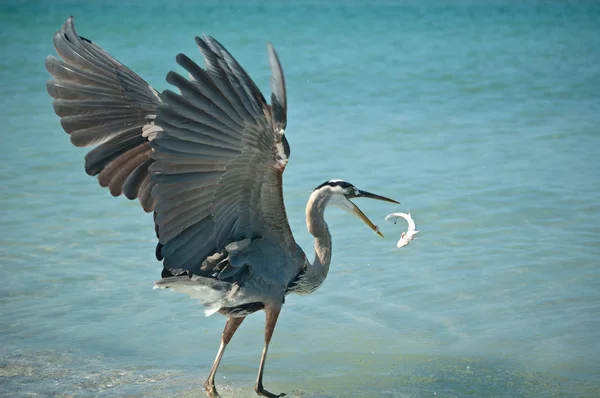 Great blue heron gungade en fisk i luften — Stockfoto