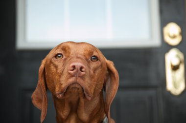 kapıda bekleyen üzgün görünümlü vizsla köpek