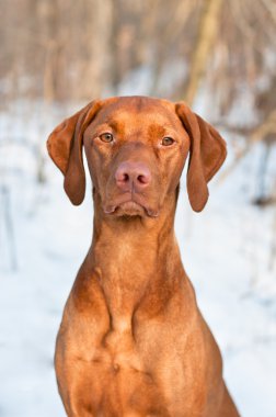 Kışın Vizsla köpek portre.