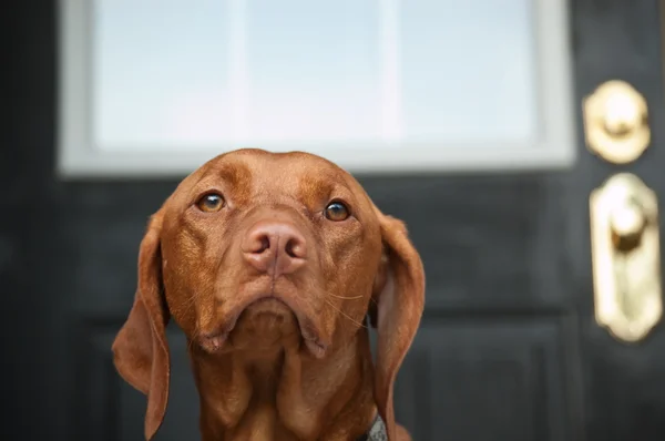 stock image Sad Looking Vizsla Dog Waiting by the Door