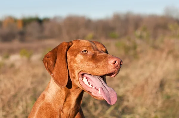 A nyelvét lógott ki boldog női magyar vizsla kutya — Stock Fotó