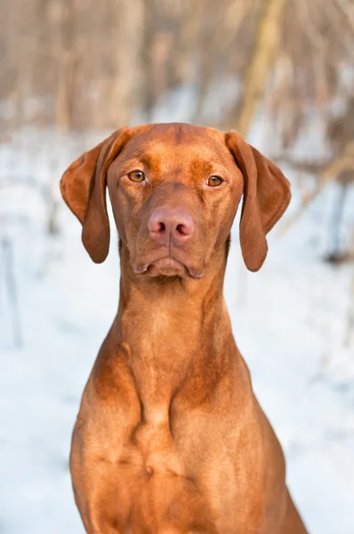 Vizsla Hundeporträt im Winter. — Stockfoto