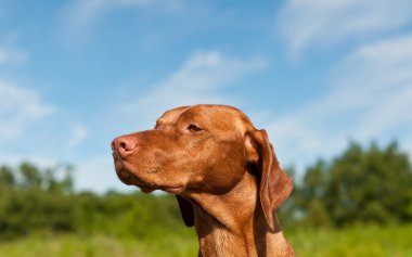 Macar vizsa köpek portre