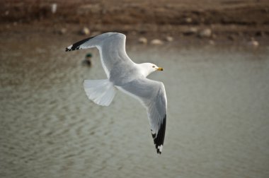 Ring-billed gull flying over a pond clipart