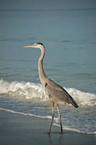 Nagy kék gém a gulf coast strandon, hullámok — Stock Fotó