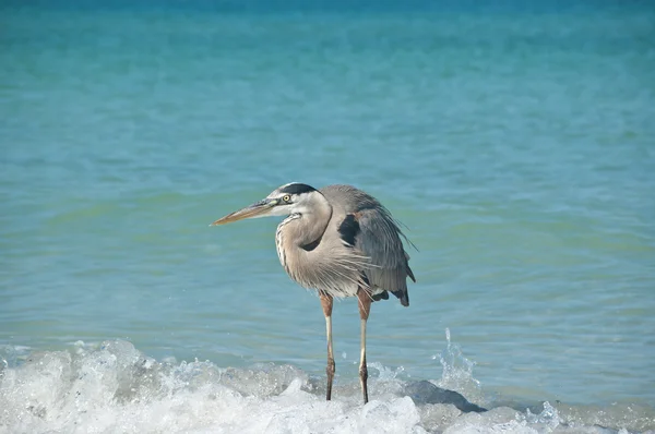 Great blue heron Przyczajony na plaży w zatoce — Zdjęcie stockowe