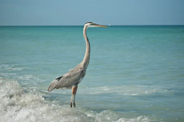 Great blue heron stående på en gulf coast beach — Stockfoto