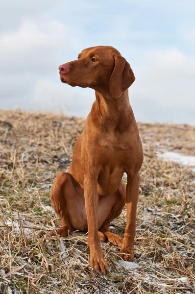 Hundvalp (sittande) hund sitter i ett snöigt fält — Stockfoto