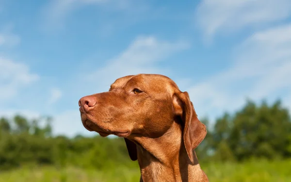 Closeup psa maďarského vizsa — Stock fotografie