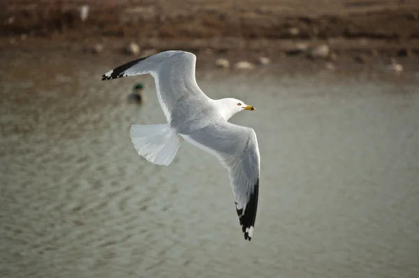 Gaviota de pico anular volando sobre un estanque — Foto de Stock