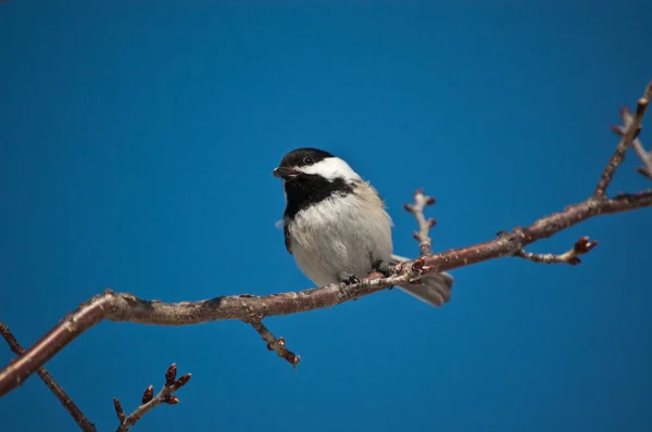 Black-Capped Chickadee Eating a Seed. — Stock Photo, Image