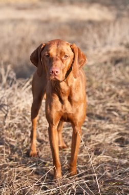 ayakta vizsla köpek portresi