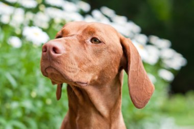 yakın bir bahçede vizsla köpek