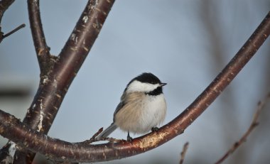 Black-capped Chickadee Perched on a Branch clipart