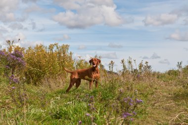 Vizsla Dog in a Field clipart