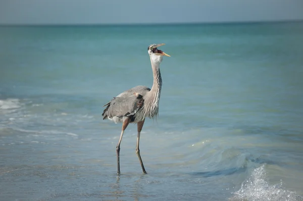 Great blue heron svälja en fisk på en gulf coast beach — Stockfoto