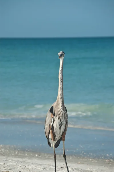 Grand Héron sur une plage de la côte du Golfe — Photo