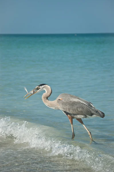 Grande garça azul com peixes em uma praia da costa do Golfo — Fotografia de Stock