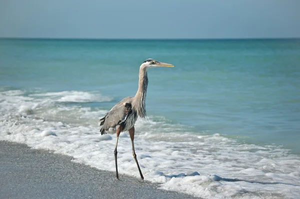 Great Blue Heron på en Gulf Coast Beach — Stockfoto