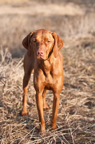 Portret van een staande vizsla hond — Stockfoto