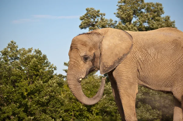 Afrikanisches Elefantenstaubbad — Stockfoto