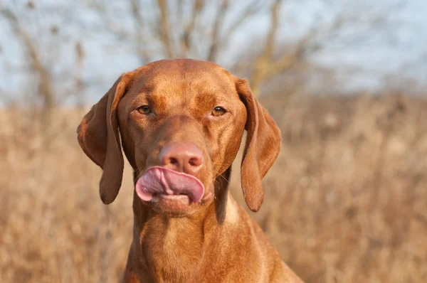 Húngaro Vizsla Dog Lambendo seus lábios — Fotografia de Stock