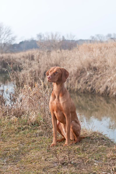 小川の横に座っているハンガリー ・ ヴィズラ犬 — ストック写真