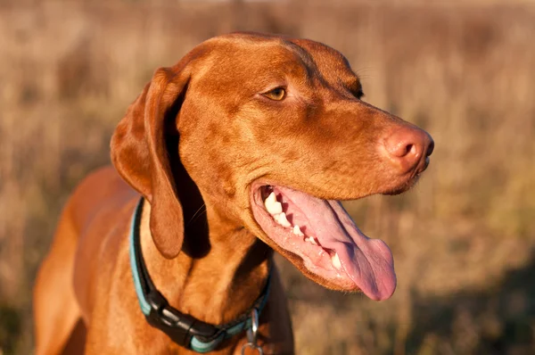 Ungarischer vizsla Hund starrt glücklich — Stockfoto
