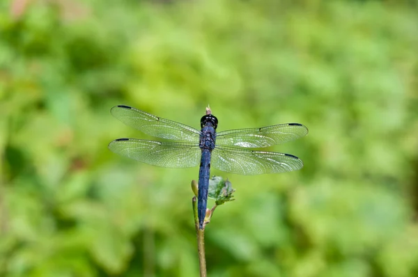 Modré vážky se zeleným pozadím — Stock fotografie
