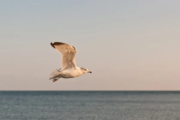 Чайка в полёте над озером — стоковое фото