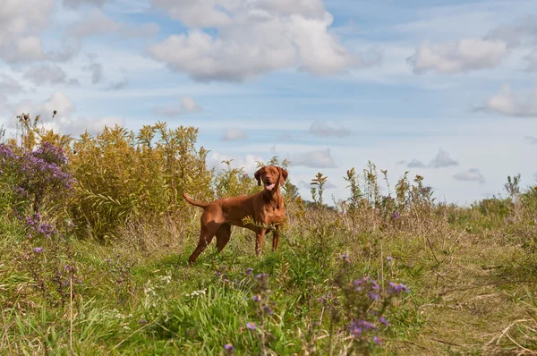 Hundvalp (sittande) hund i ett fält — Stockfoto